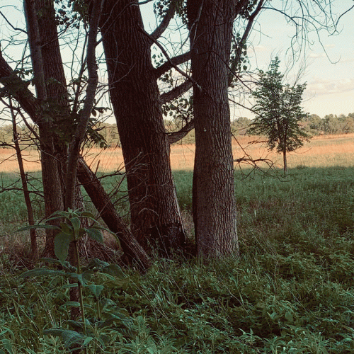 Witches Forest : Towards Dawns New Horizons